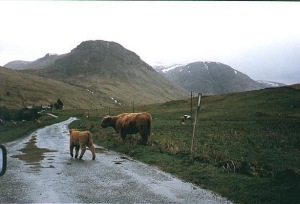 Roadside cattle in Glen Lyon. Picture by Chas Webb